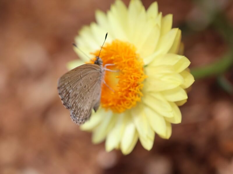 "There are a lot more types of pollinators than people think."