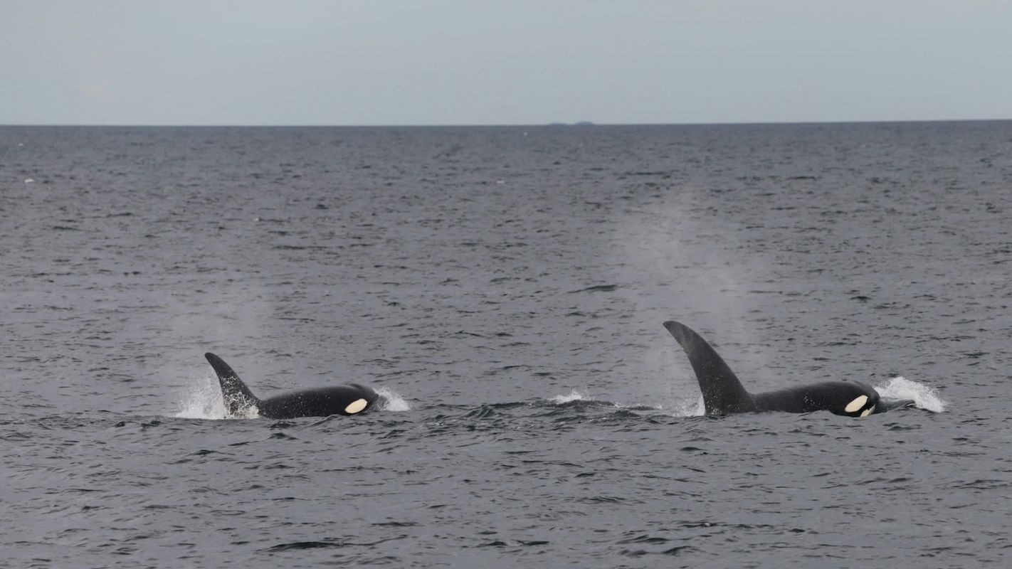 "They're more elusive — and critically endangered."