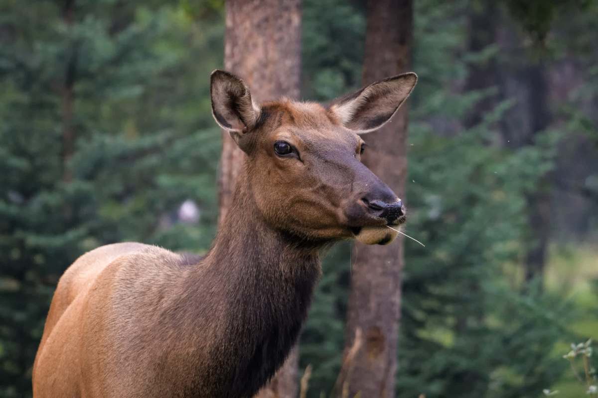 National parks have a set of rules to protect patrons, animals, and fragile landmarks.