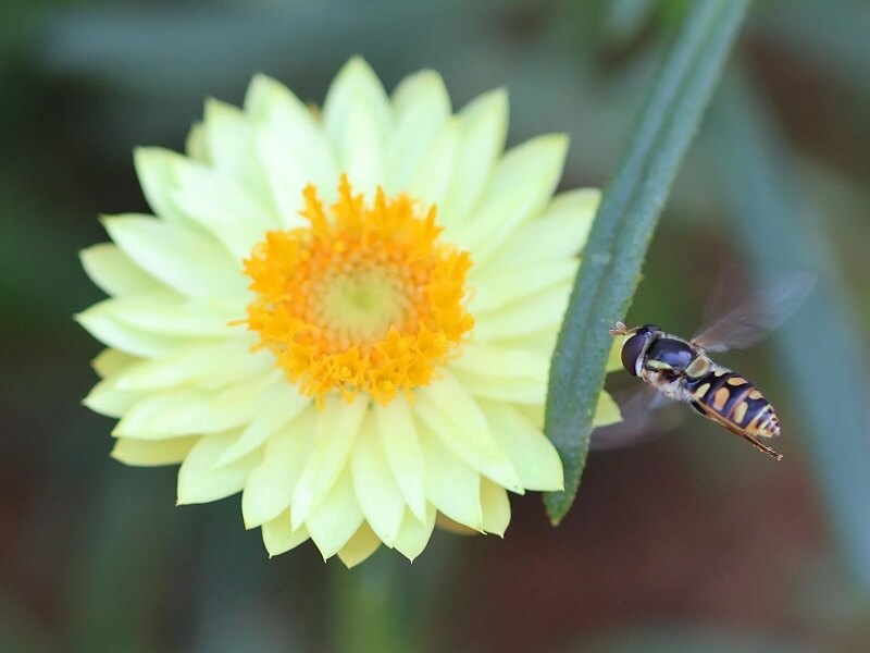 "There are a lot more types of pollinators than people think."