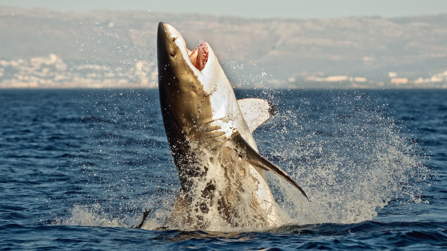 "We can’t stop the orcas. But we can stop the nets."