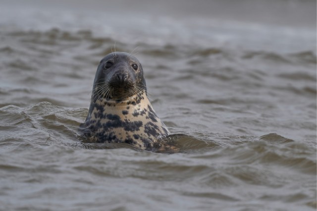 "It’s a great conservation success story."
