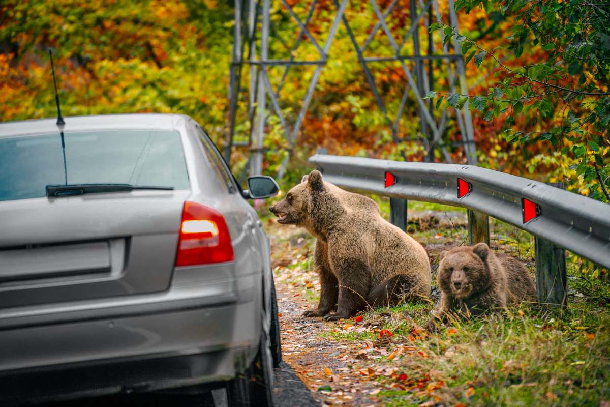 "What feels like a thrilling roadside spectacle is, in reality, the unraveling of something."