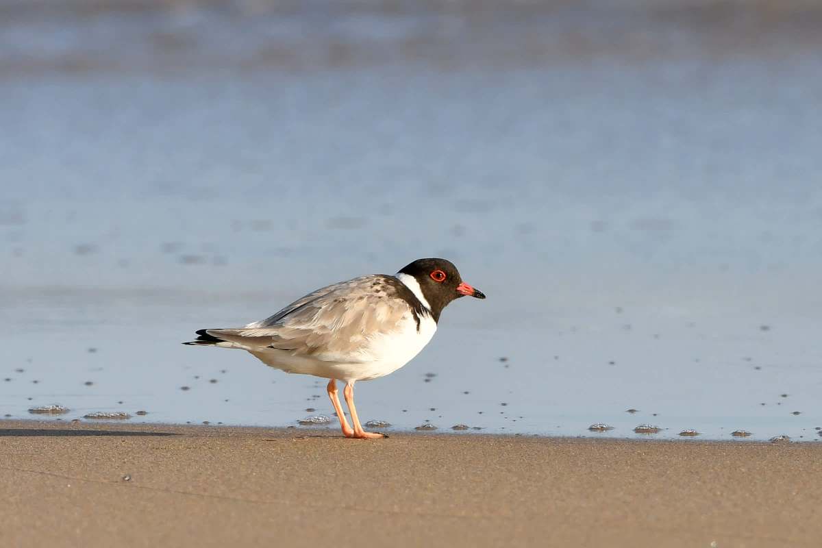 Flooded beaches and worsening storms leave much less dry land for the birds to nest and lay eggs.