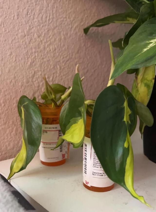 "I knew I hoarded old pill bottles for a reason."