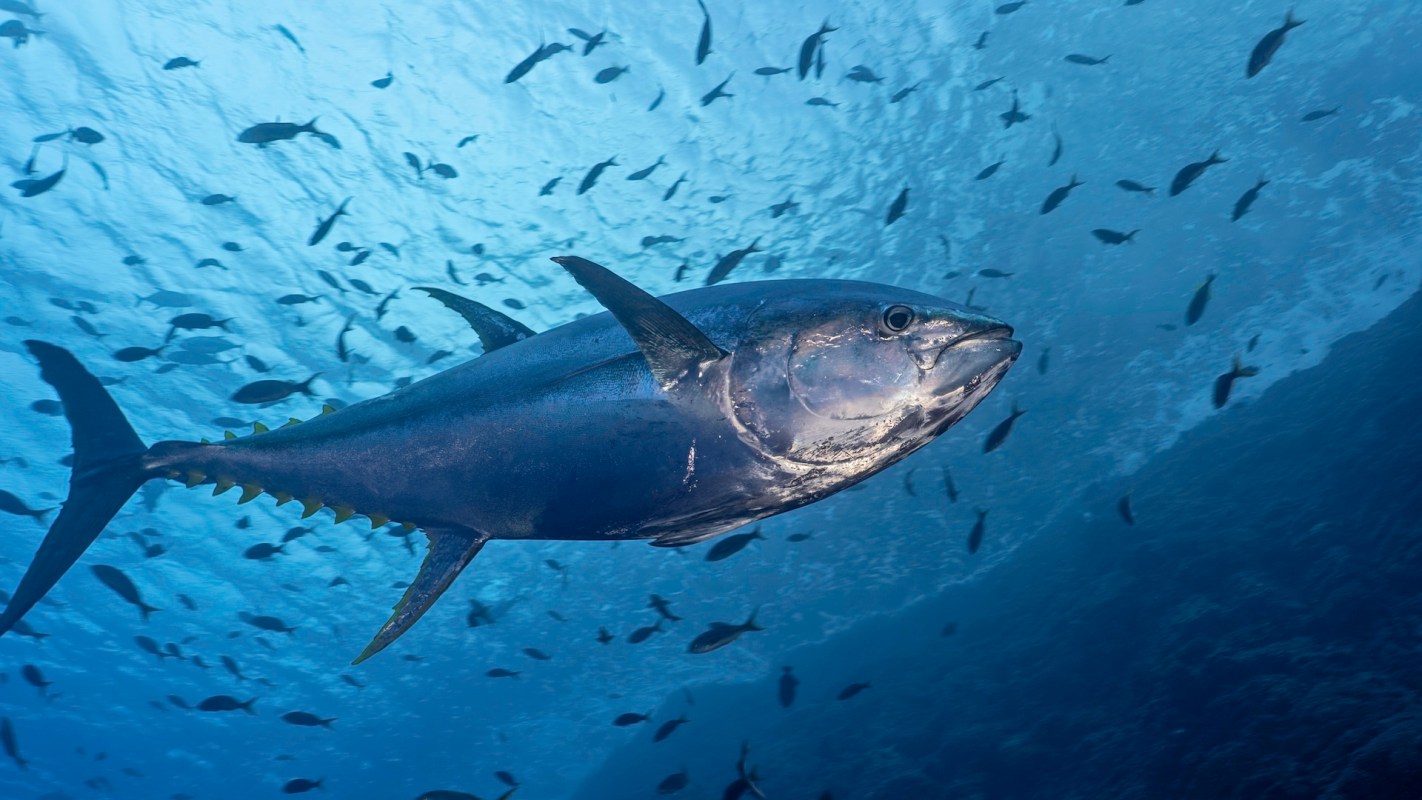 Scientists and environmental advocates are already celebrating the study's findings.