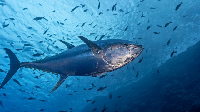Scientists and environmental advocates are already celebrating the study's findings.