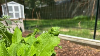 "He's gonna snack on all the bugs you don't want around your garden."
