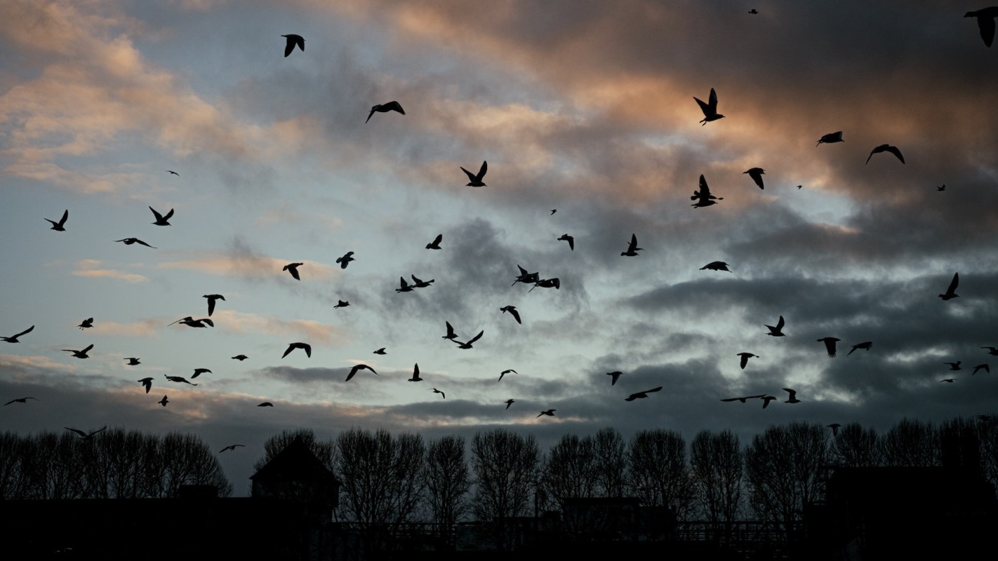 North America has lost nearly 3 billion birds since 1970.