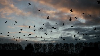 North America has lost nearly 3 billion birds since 1970.