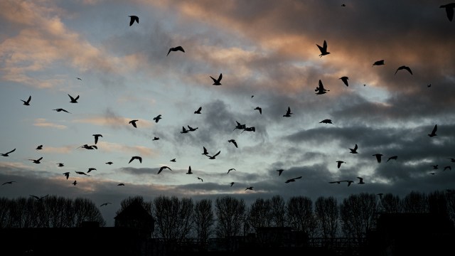 North America has lost nearly 3 billion birds since 1970.