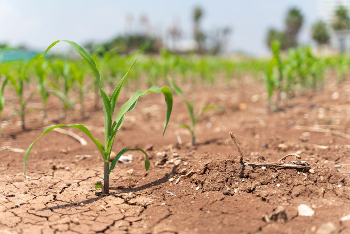 Nearly half of the 30 major crops grown in low-latitude regions may no longer be suitable for farming.