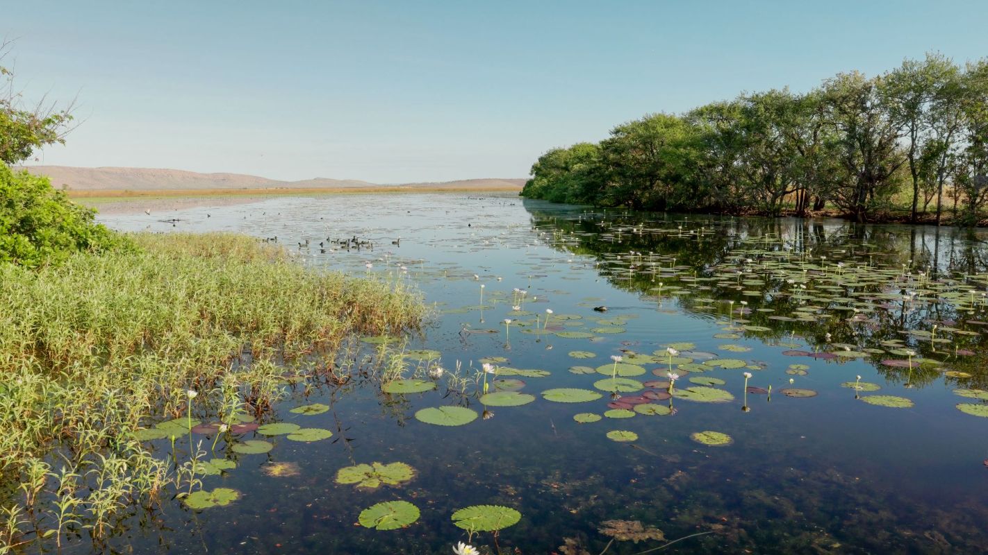 Creating and maintaining shady, moist habitats can help these animals survive heat waves.