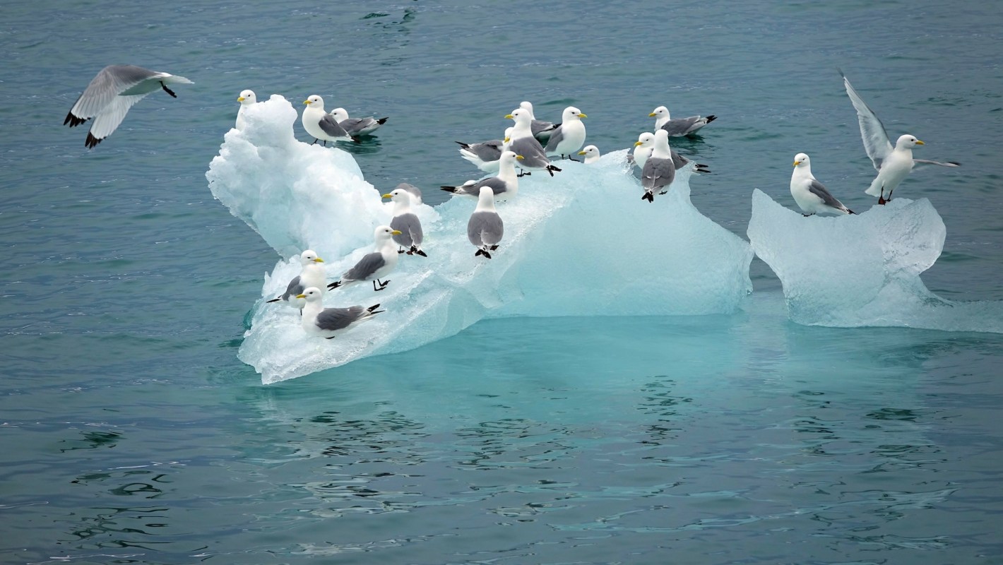 Researchers found mercury contamination in the feathers of both birds.