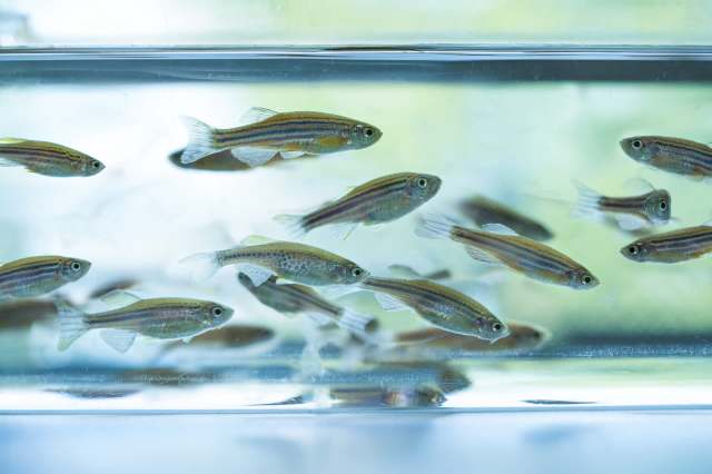 The researchers' study contributes to a growing body of knowledge about the risks.