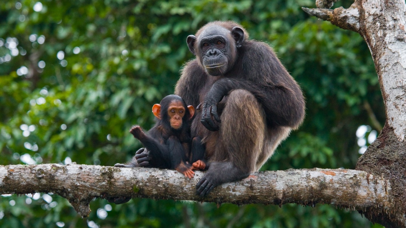 There are fewer than 250,000 chimpanzees left.