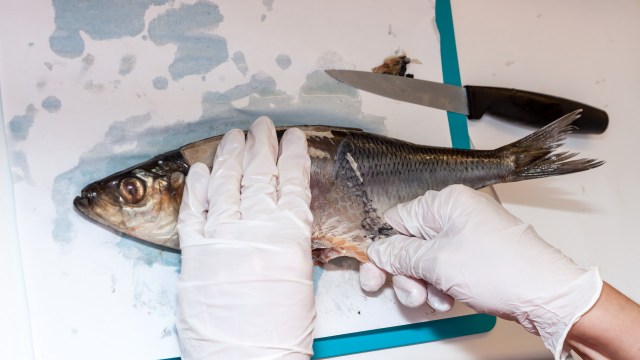 The problem can have detrimental impacts to the food chain.