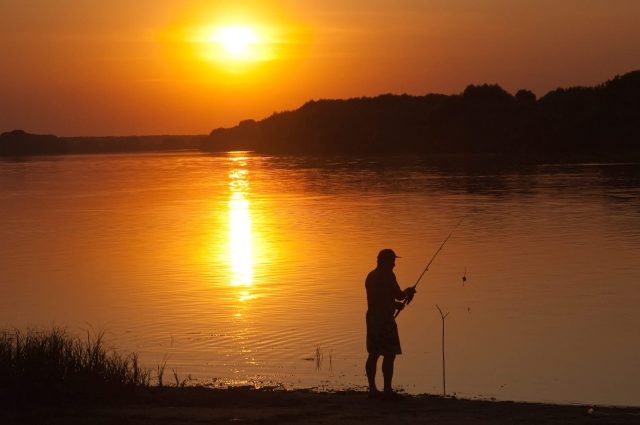 Uncontrolled invasives can kill off crops, trees, and even fish.