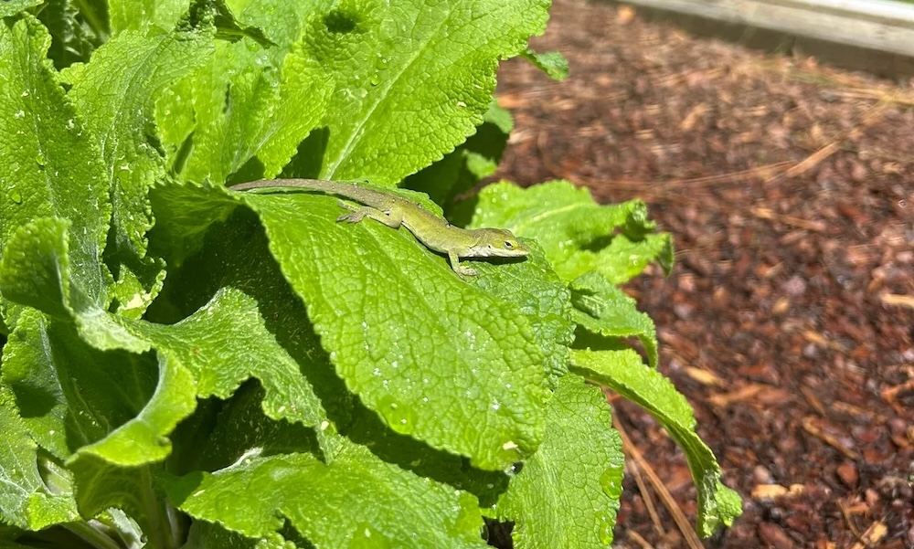 "He's gonna snack on all the bugs you don't want around your garden."