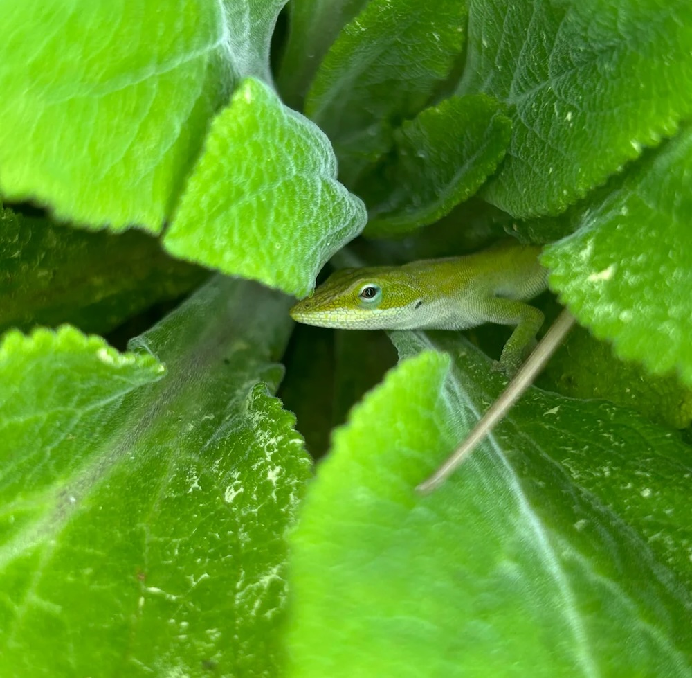 "He's gonna snack on all the bugs you don't want around your garden."