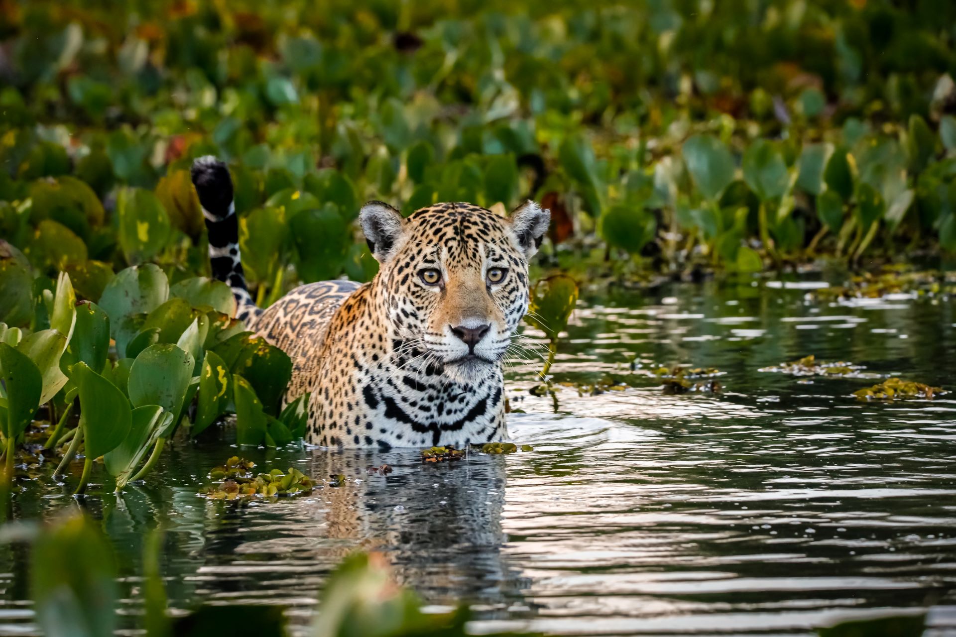 "We need more jaguars."