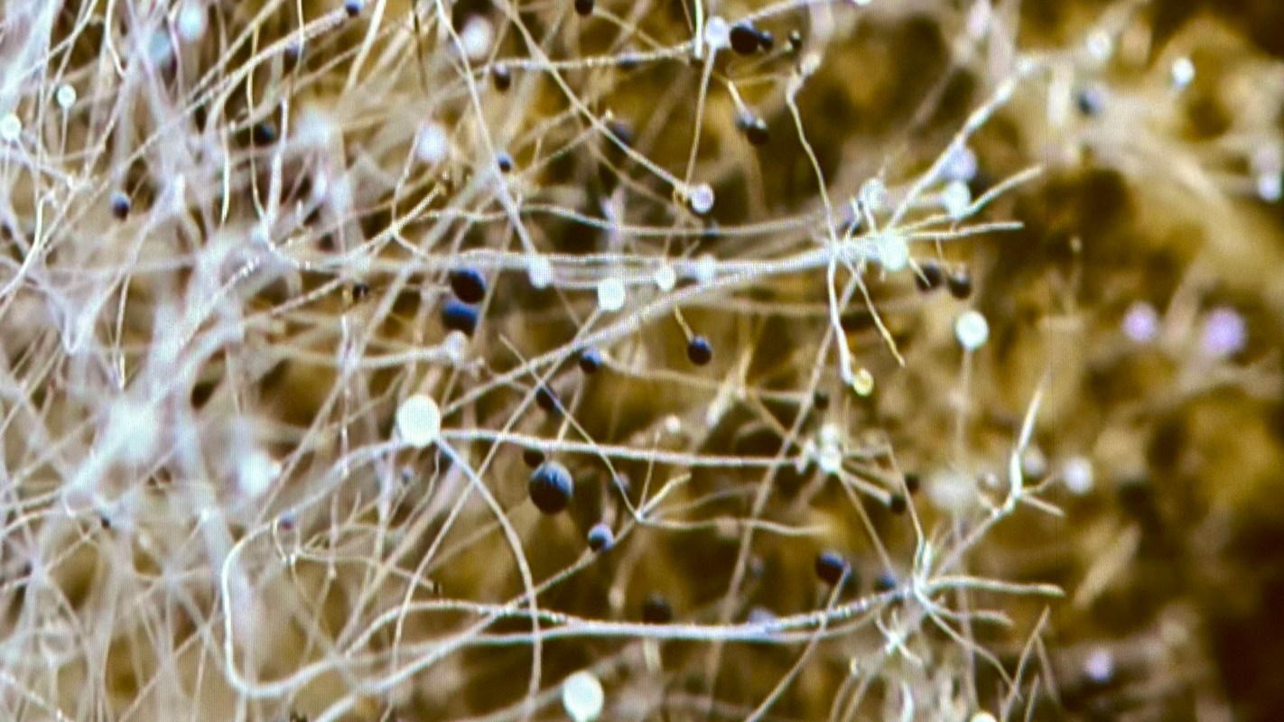 "Fungal scaffolds are quite useful for controlling the internal architecture of the material."