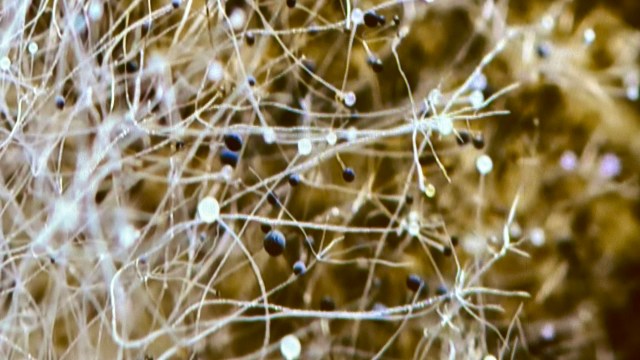 "Fungal scaffolds are quite useful for controlling the internal architecture of the material."