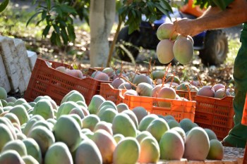 With harvest season just around the corner, farmers say this is one of the worst years they've seen.