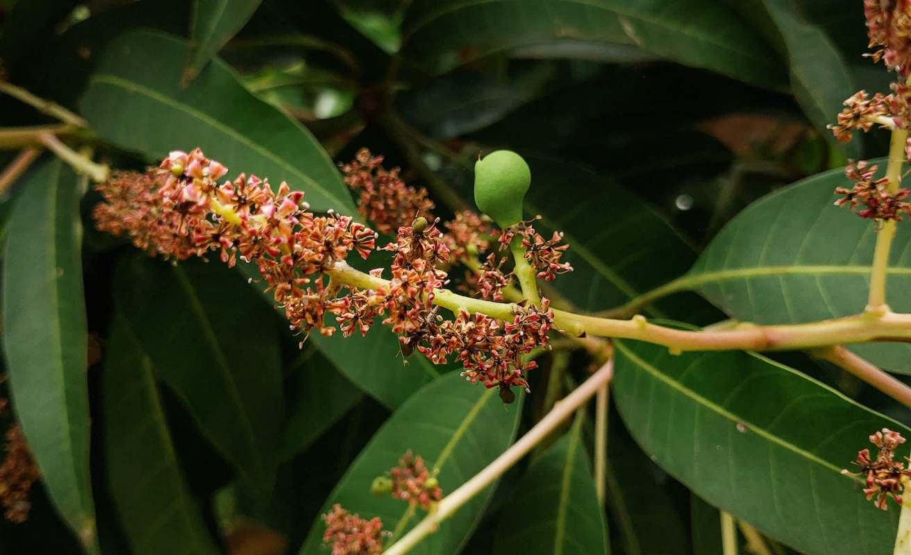 "We sprayed pesticides multiple times, but nothing worked."