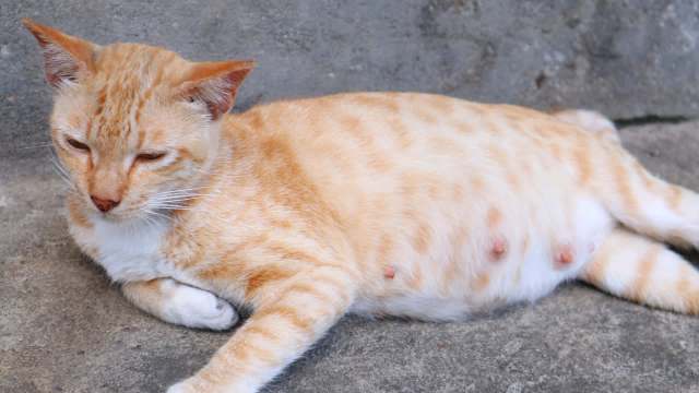 "Raises new concerns for animal and human health."