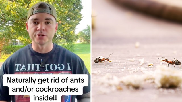 These insects can multiply quickly, and you may not know where they're hiding.