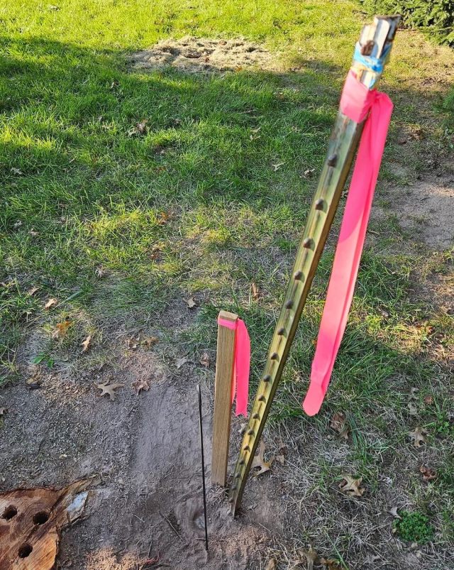"Get an arborist to evaluate the remaining trees ASAP."