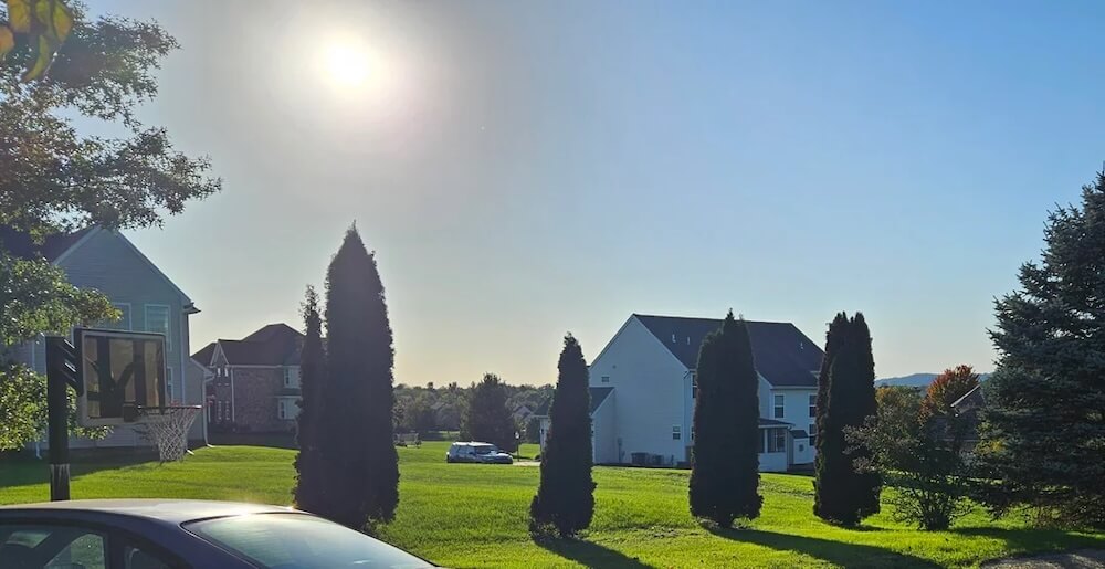"Get an arborist to evaluate the remaining trees ASAP."