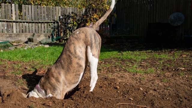 "Part of being a responsible dog owner is taking responsibility for any damage they cause."
