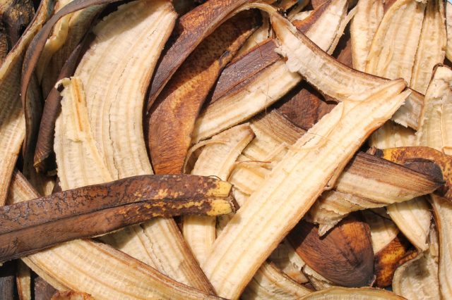 The bananas have been cleared for sale in the Philippines, Honduras, Colombia, Canada, and the United States.