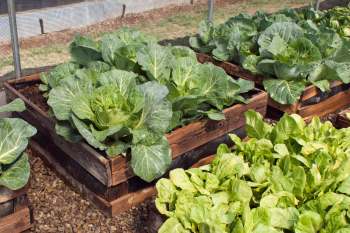 There are plenty of natural ways to keep even the worst garden pests at bay.