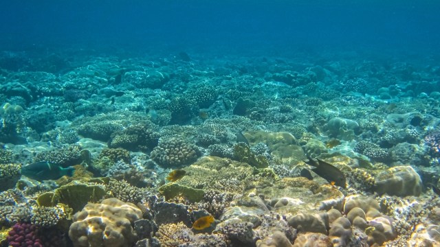 It's believed that these shifting plankton patterns are connected to rising ocean temperatures.