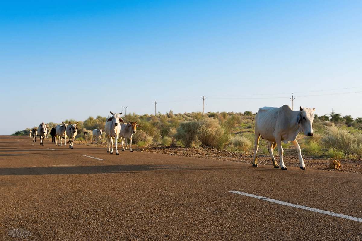 Unfortunately, this isn't the first time experts have discussed the problem of animals consuming plastics left on roadsides.