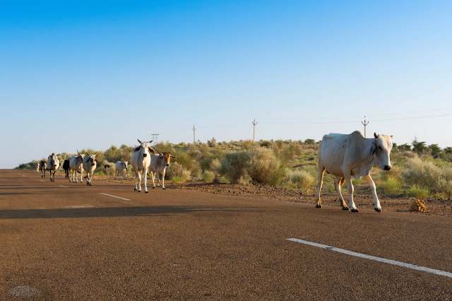 Unfortunately, this isn't the first time experts have discussed the problem of animals consuming plastics left on roadsides.