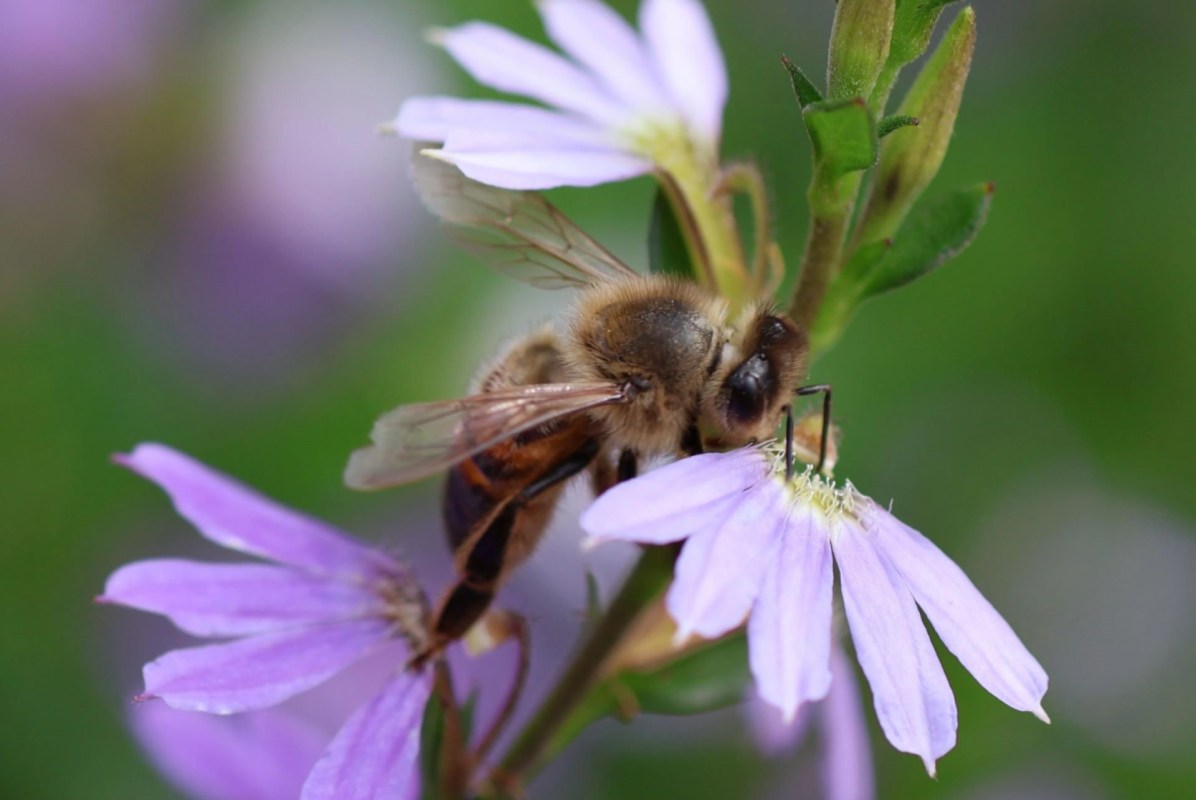 "There are a lot more types of pollinators than people think."