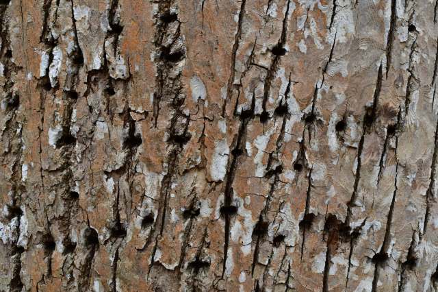Home and trail cameras are increasingly becoming more important in tracking wildlife patterns.