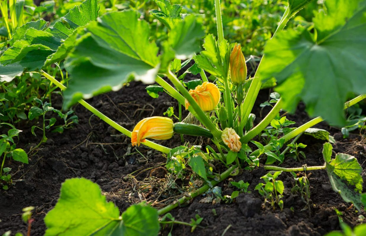 "Gardening is trial and error."