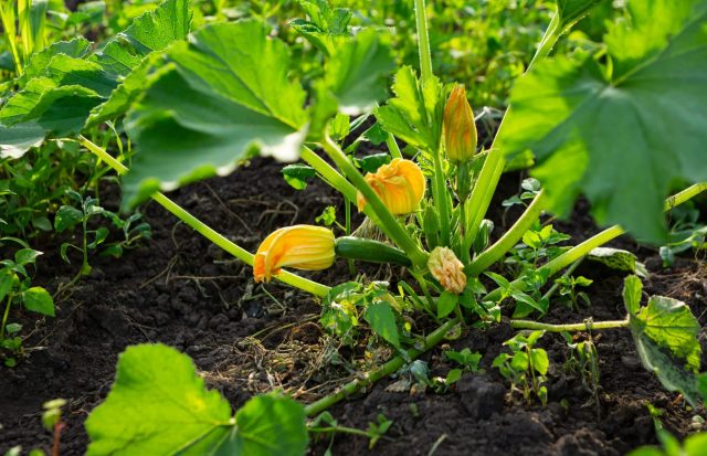 "Gardening is trial and error."