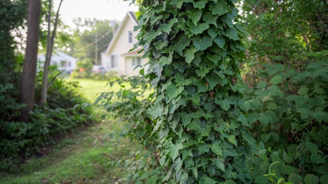 A lawn may be traditional, but it barely scratches the surface of the gorgeous possibilities for your yard.
