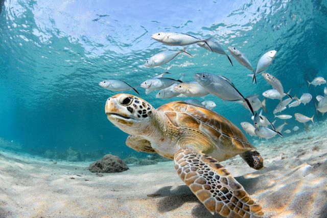 Research on microplastics is still ongoing — but what we know so far is deeply troubling.