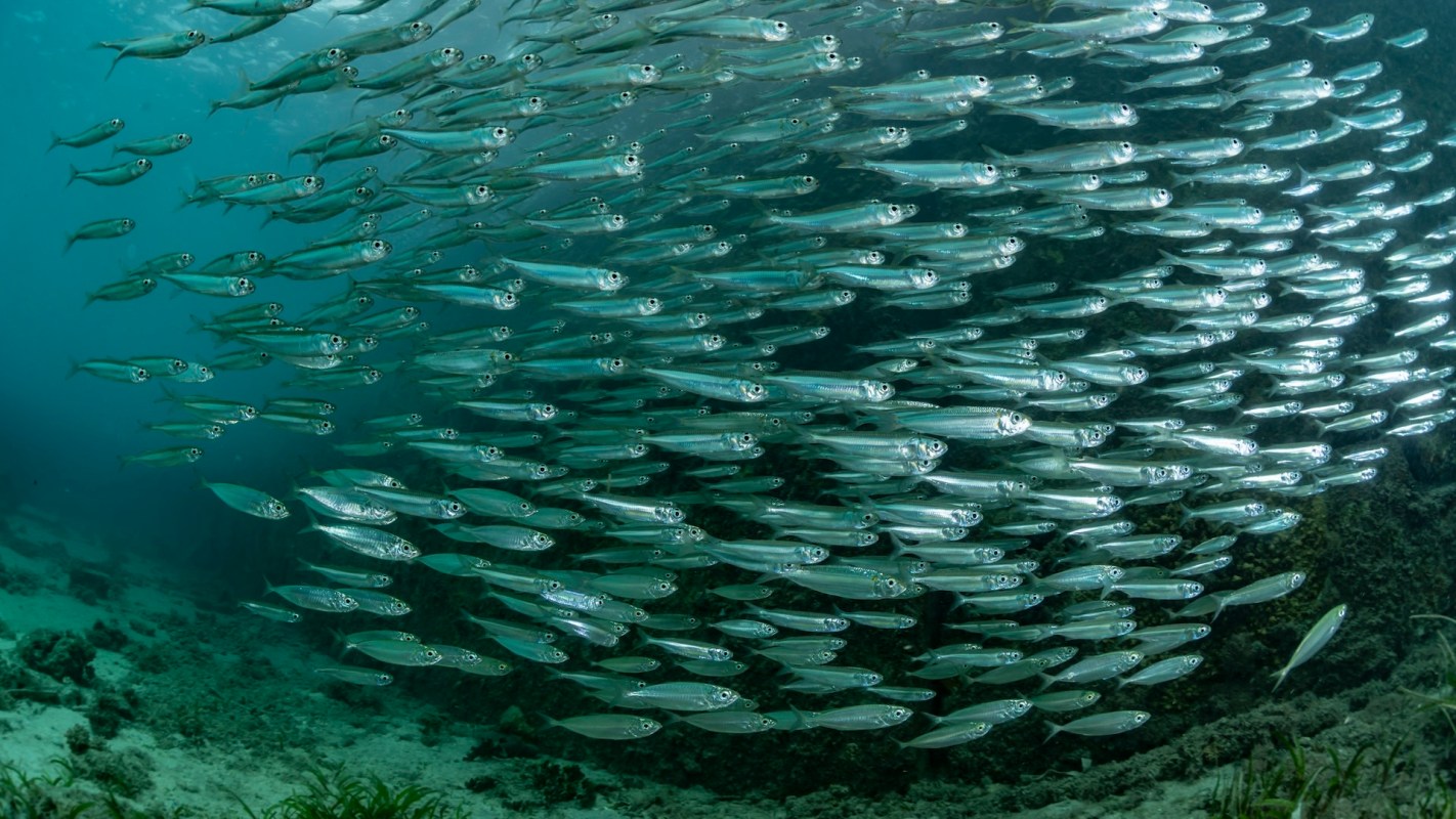 Humans are fishing too much, causing species to move to new areas and disrupting critical food webs.