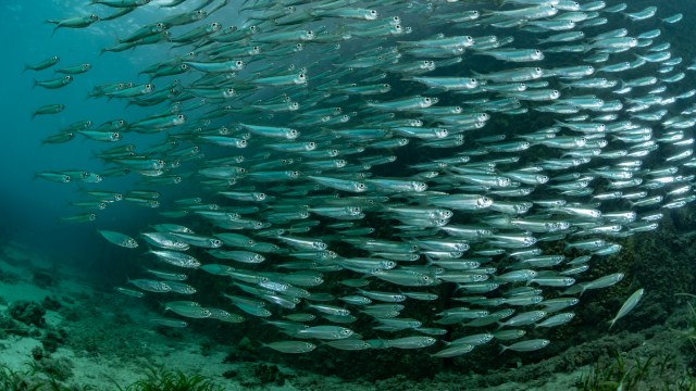 Humans are fishing too much, causing species to move to new areas and disrupting critical food webs.