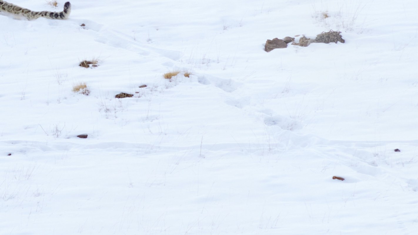 The footage is creating a great deal of excitement among conservationists.