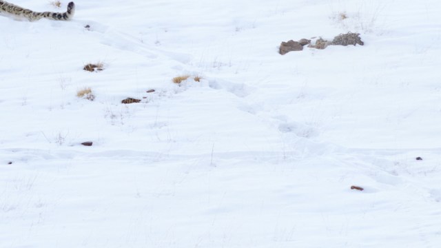 The footage is creating a great deal of excitement among conservationists.
