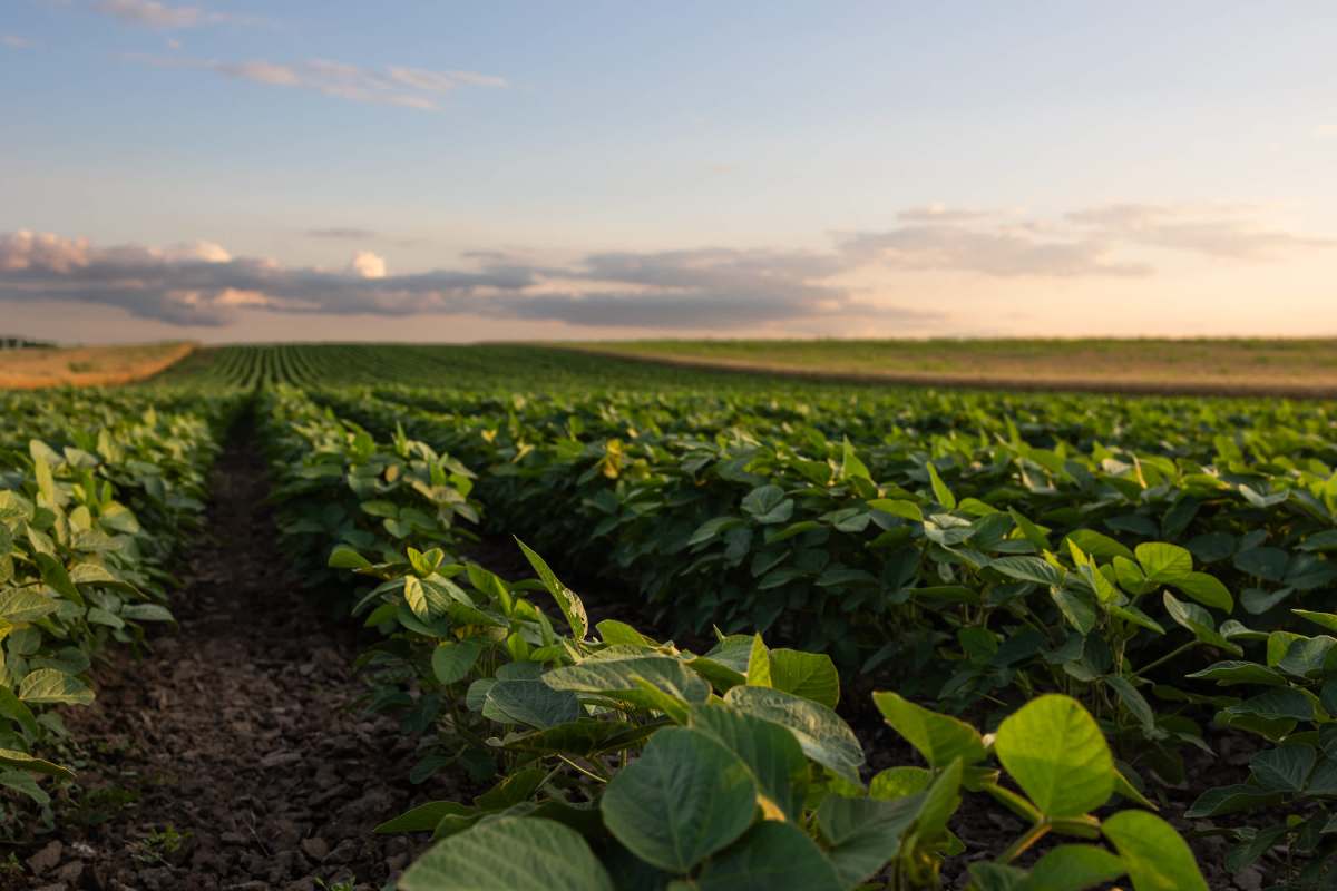 The industry is seeing steep price drops, even below the government-mandated support price.